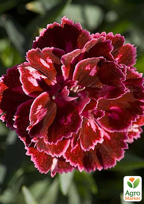 Гвоздика Махрова "Super Trouper Diwali"