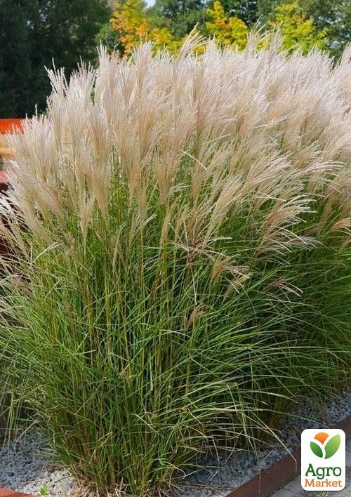 Мискантус китайский "Kleine Silberspinne" С2 