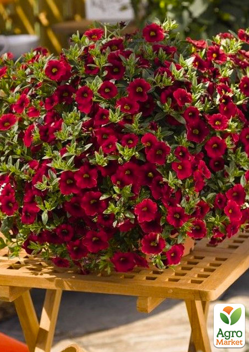 Калибрахоа "Lindura Red" 