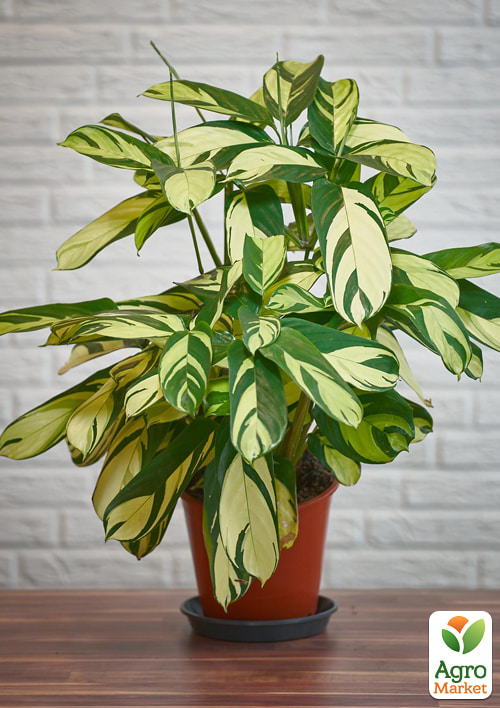 Калатея "Pilosa Gold" высота 40-50см - фото 5