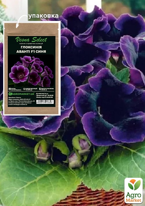 Глоксинія "Аванті F1" синя ТМ "Vesna Select" 5шт