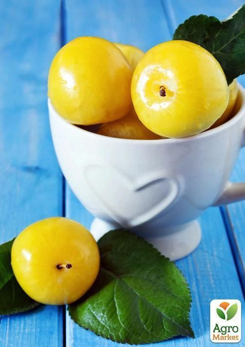 Ексклюзив! Слива яскраво-жовта "Сонячний відтінок" (Sunny shade) (преміальний великоплідний сорт) - фото 3