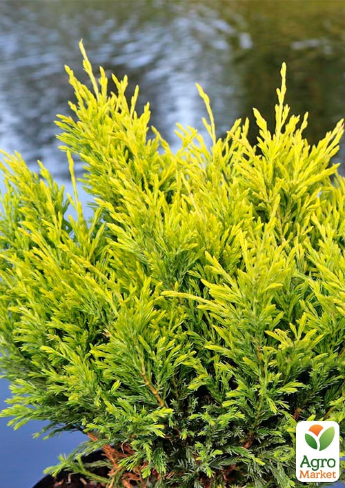 Можжевельник горизонтальный "Limeglow" С3, диаметр 15-20см - фото 4