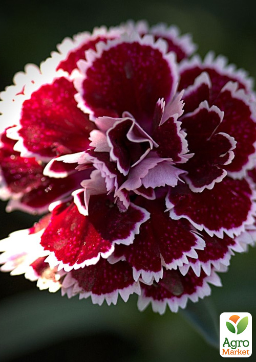 Гвоздика Махровая "Super Trouper Sophie" (контейнер № 10, высота 10 см)