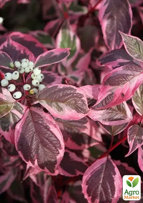 Дерен білий "Sibirica Variegata" (висота саджанця 15-20см) - фото 2