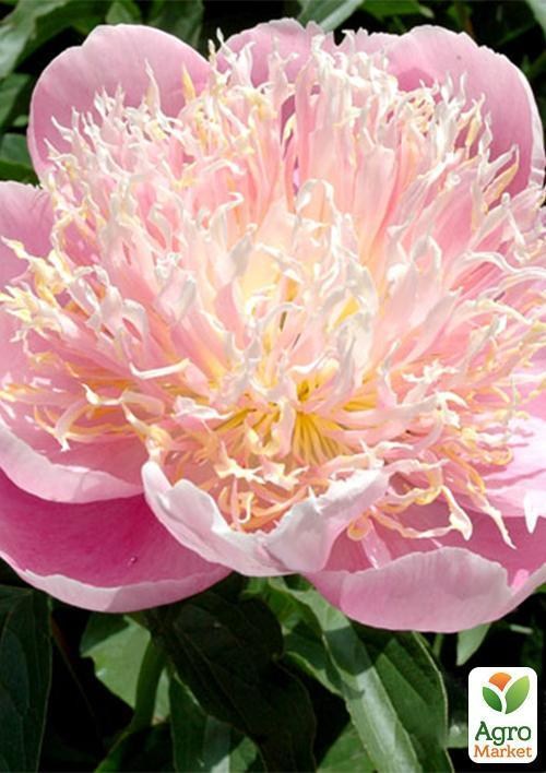 Пион травянистый "China Maid" 1шт в упаковке