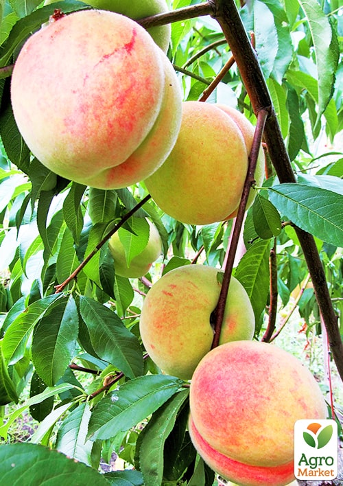 Персик "Дружба" (летний сорт, среднего срока созревания)