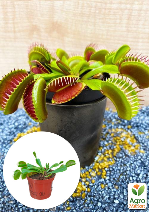 Венерина Мухоловка (Dionaea Muscipula)