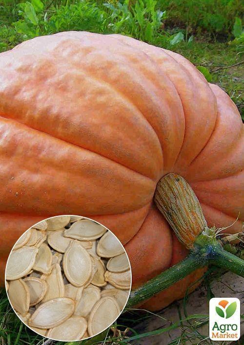 На вагу Гарбуз "Стофунтовий" ТМ "Весна" ціна за 10г