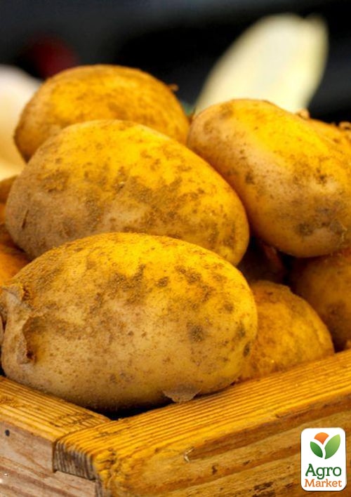 Картофель "Челенджер" семенной среднеспелый (1 репродукция) 1кг - фото 5