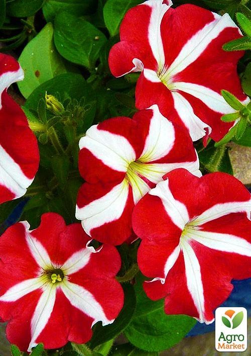 Петуния "Звездопад" (в банке) ТМ "Весна Органик" 2,5г