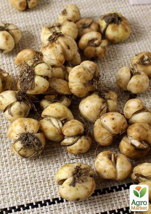 Фритиллярия "Maxima Lutea" 1шт в упаковке - фото 2