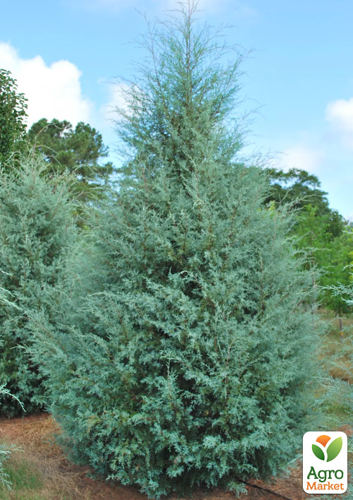 Кипарис Аризонський (Cupressus Arizonica) контейнер Р9