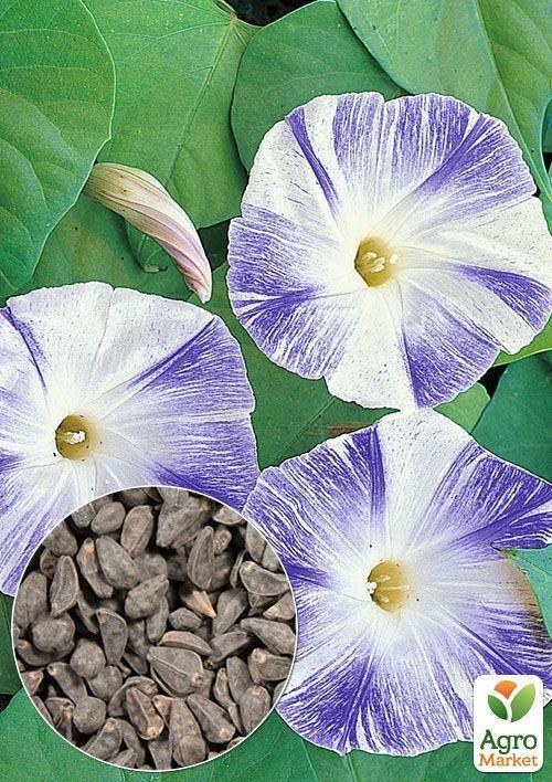 На развес Ипомея "Флаинг соурсес" ТМ "Весна" цена за 2г