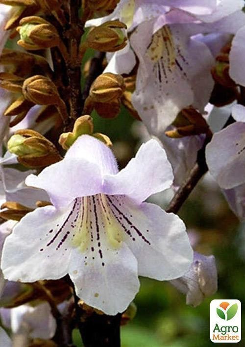 Павловния лиловоцветущая "Райский уголок" вазон Р9 - фото 3