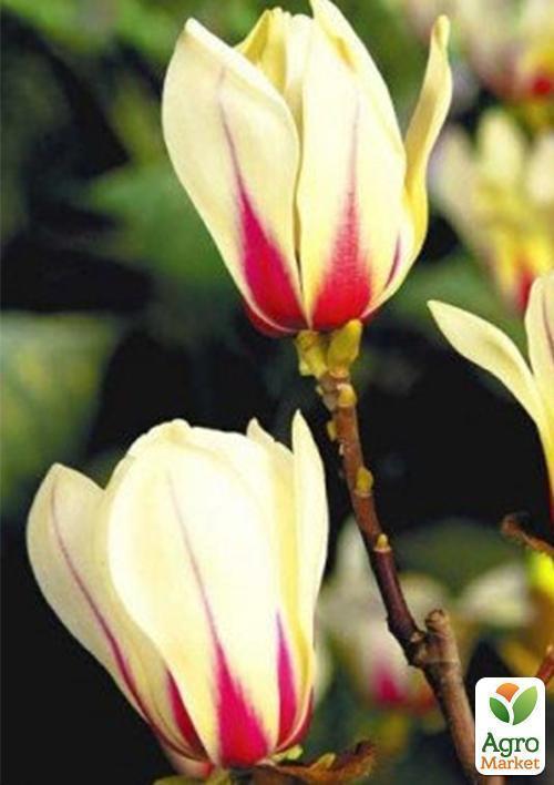 Магнолия "Sunrise" - фото 5