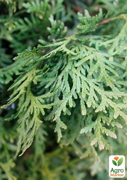 Туя західна "Pyramidalis Compacta" горщик P9 - фото 2