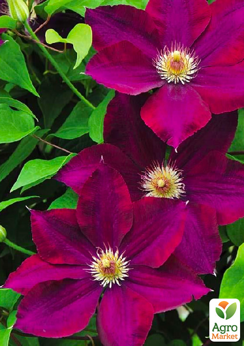 Клематис крупноквітковий "Mazowsze Volcano" (Мазовше)