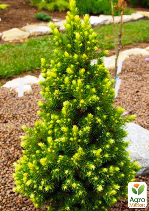 Ялина канадська сиза "Rainbows End" - фото 5