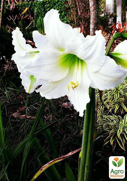 Амариллис "Mont Blanc" (размер 26/28 , очень крупный) 1шт в упаковке