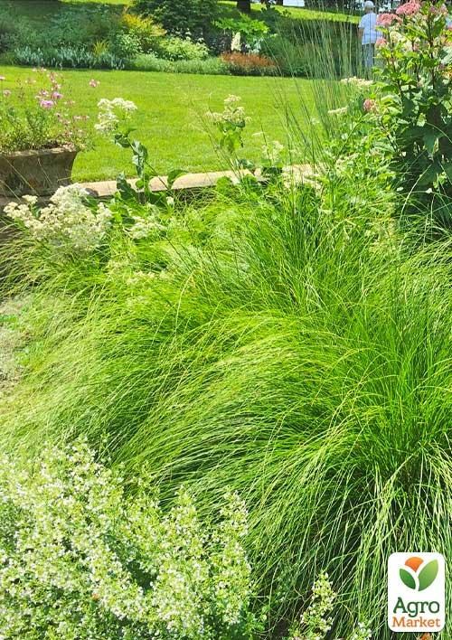 Споробол раскидистый (Sporobolus heterolepis) вазон С2 - фото 2