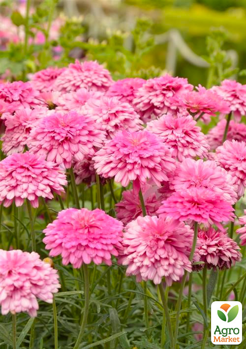 Аргирантемум "Aramis Double Pink White" 