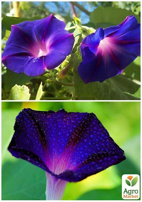 На развес Ипомея "Цыганочка" ТМ "Весна" цена за 2г - фото 4