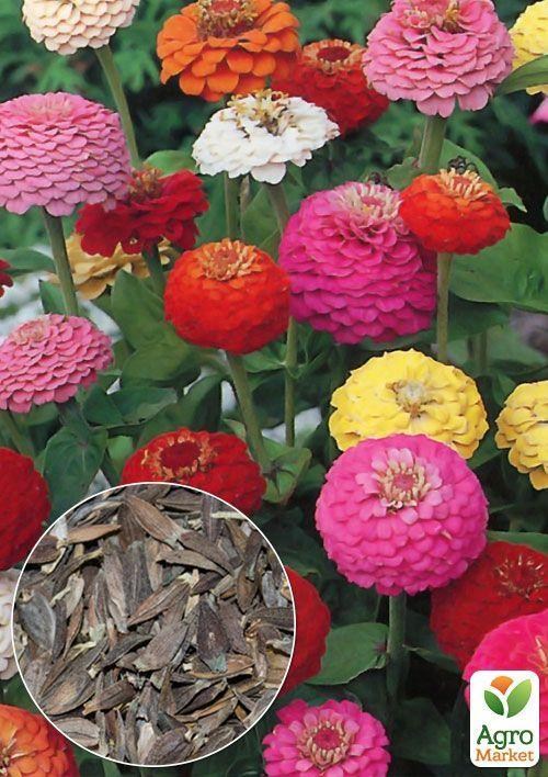 На развес Циния "Лилипут смесь" ТМ "Весна" цена за 4г