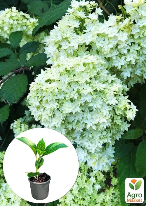 Гортензія деревоподібна "Hayes Starburst"