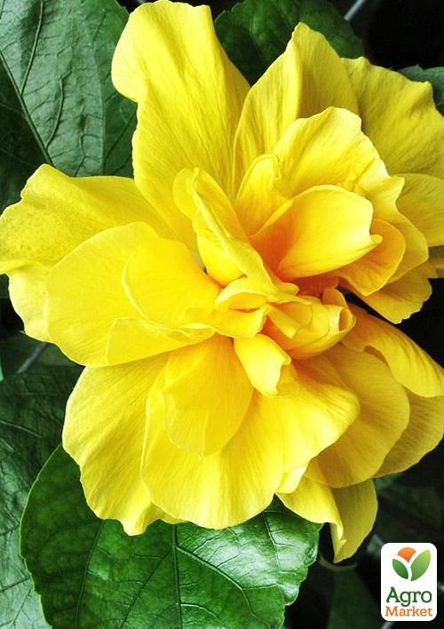 Гибискус комнатный махровый "Adonicus Double Yellow"  - фото 5