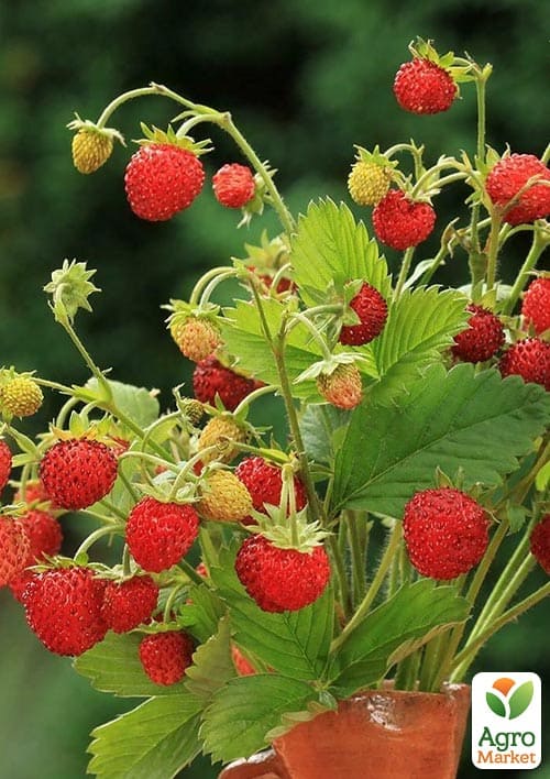 Суниця великоплідна "Барон Солемахер" ремонтантна у підвісному вазоні - фото 5