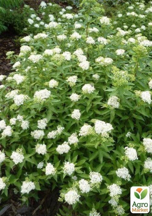 Спірея японська "Albiflora" контейнер 3л.