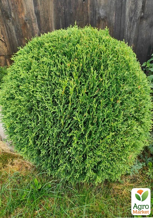 Туя западная "Hoseri" С3, высота 25-30см - фото 2