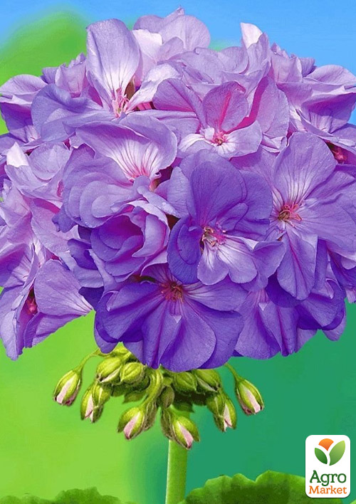 Пеларгонія зональна Quality Line "Blue Wonder"