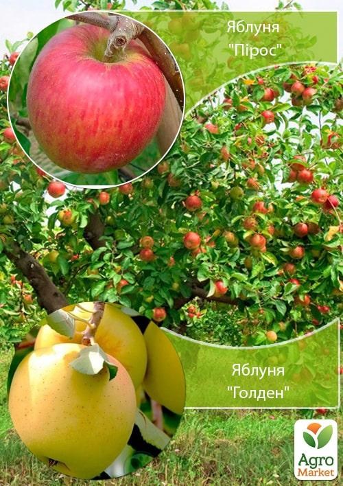 Дерево-сад Яблоня "Пирус+Голден" 