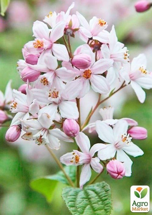 Дейція гібридна "Mont Rose" - фото 4