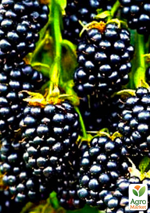 Ежевика ранняя "Торн Фри" (Thornfree)