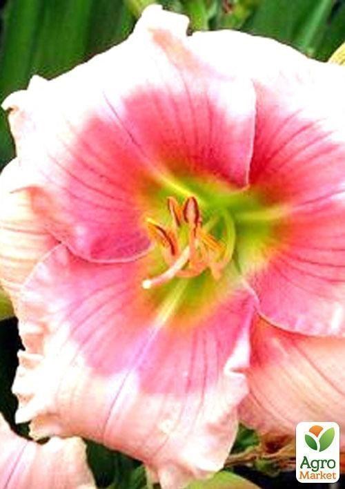 Лілійник "Janice Brown" 1шт в упаковці