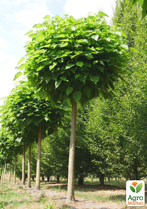 Катальпа бігнонієподібна на штамбі "Нана" висота 180-200см - фото 3