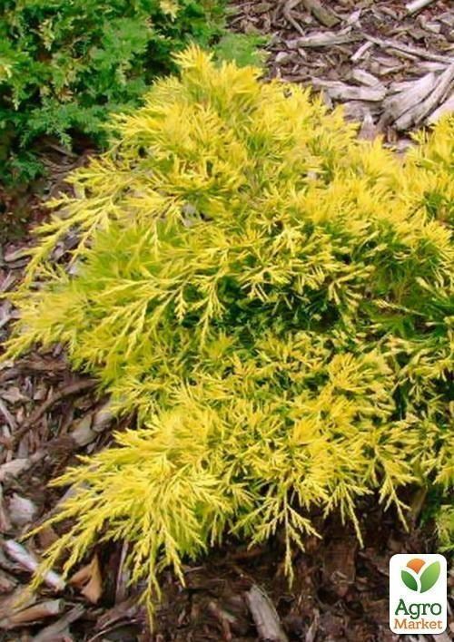 Можжевельник средний "King of spring" контейнер 1л