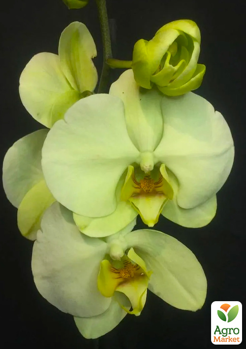 Орхидея (Phalaenopsis) "Cascade Lime" - фото 4
