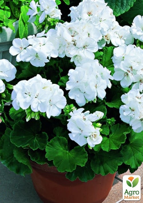 Пеларгонія зональна "Люстра Вайт" ТМ "Vesna Exclusive" 5шт - фото 2