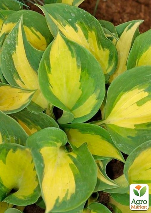 Хоста "Beach Boy"  - фото 2