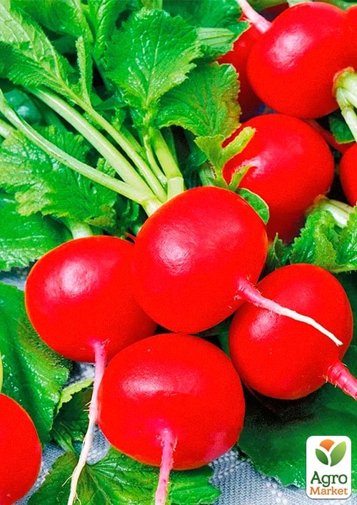 Редис "Хруст" (Зипер) ТМ "Весна" 7г - фото 2