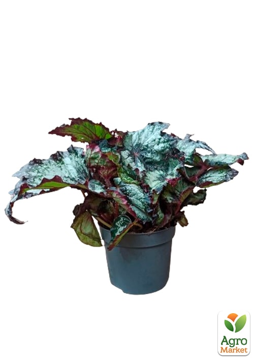 Бегония королевская REX "Little Lady" 20-30см - фото 5