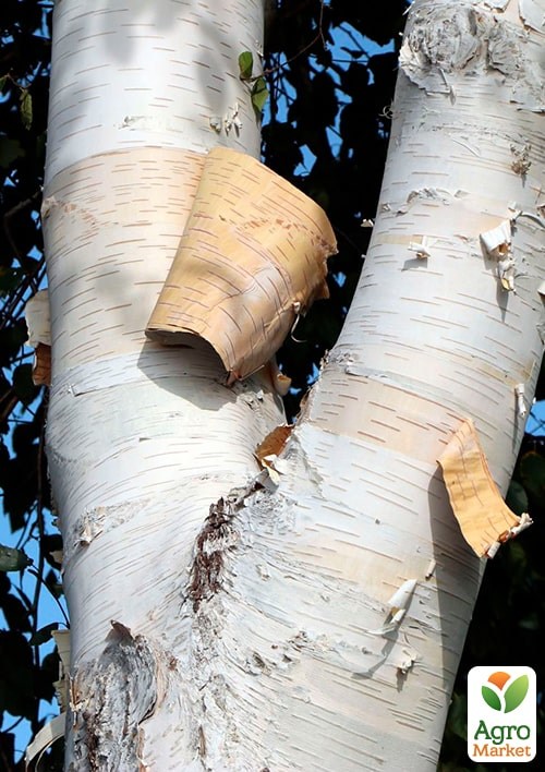 Береза корисна "Jacquemontii" висота 70-80см - фото 4