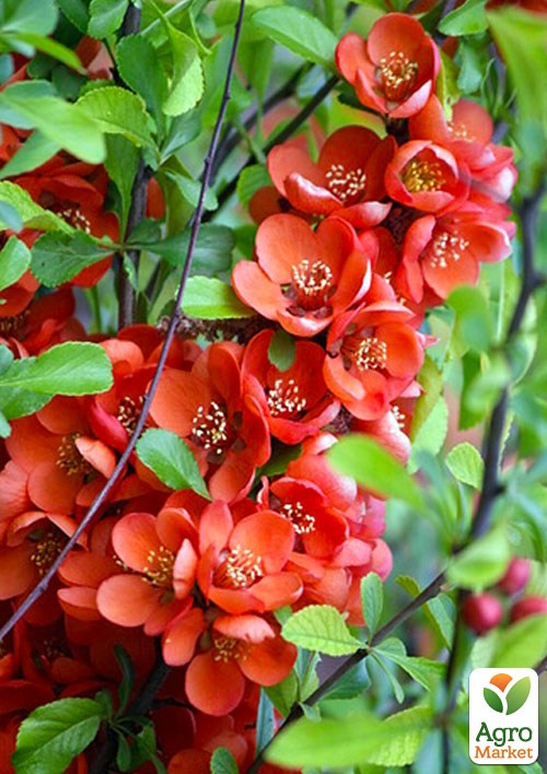 Хеномелес (Айва японська) "Red Joy"