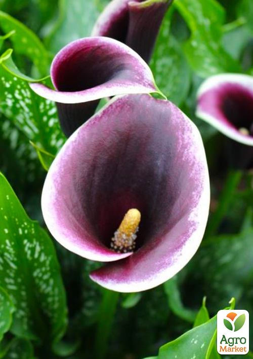 Калла "Dubai Nights" - фото 3