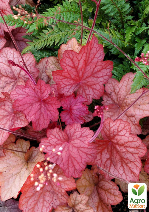 Гейхера (Heuchera) "Georgia Peach" С1 (высота 15-30см) - фото 6