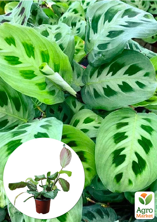 Маранта "Leuconeura"